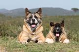 AKITA AMERICAIN 060